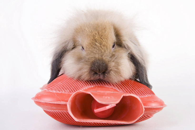 无人,坐,横图,室内,特写,白天,白色背景,正面,哺乳动物,袋子,兔子,注视,一个,一只,红色,动物,容器,观察,看,趴着,橡胶,摄影,影棚,单个,观看,储藏,兔,察看,热水袋,储存,关注,橡胶制品,家兔,暖水袋,趴,坐着,彩图,全身,影棚拍摄,拍摄,贮存