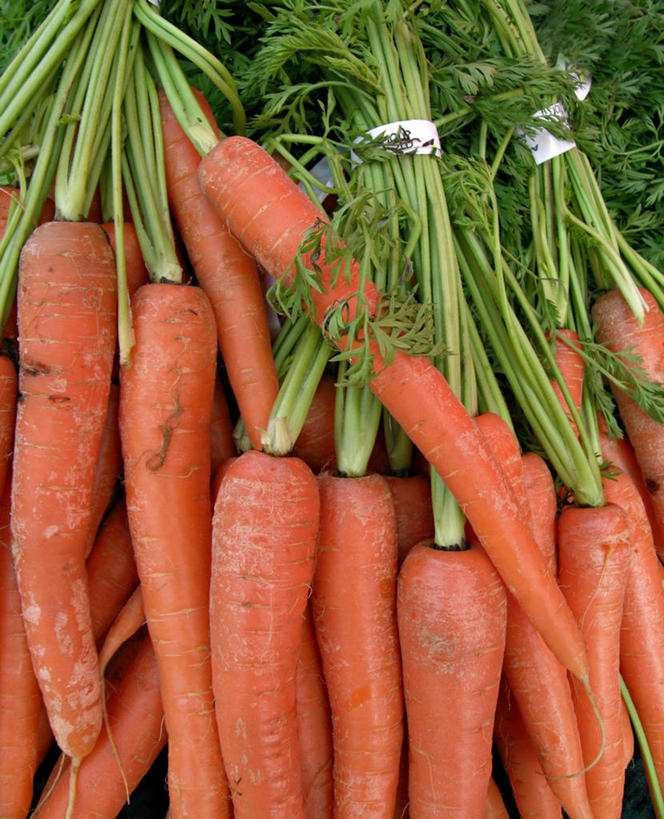 无人,竖图,俯视,室内,特写,白天,萝卜,胡萝卜,蔬菜,叶子,一堆,许多,阴影,堆叠,堆积,新鲜,反射,影子,食品,绿叶,很多,食物,绳子,嫩叶,有机食品,绿色食品,堆,捆绑,绳索,黄萝卜,番萝卜,叶,叶片,红萝卜,甘荀,彩图,高角度拍摄,丁香萝卜,胡芦菔金,金笋