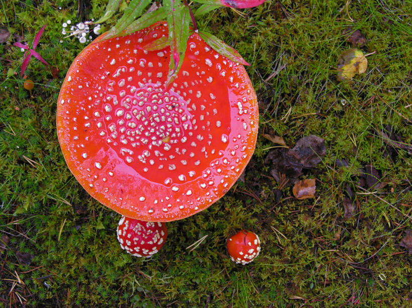 无人,横图,俯视,室外,特写,白天,草地,草坪,美景,植物,阴影,反射,影子,景观,菌菇,菌类,草,绿色,自然,景色,有毒,真菌,自然风光,毒蝇伞,毒蝇鹅膏菌,毒蘑菇,捕蝇菌,毒蝇菌,彩图,高角度拍摄,蟆菌