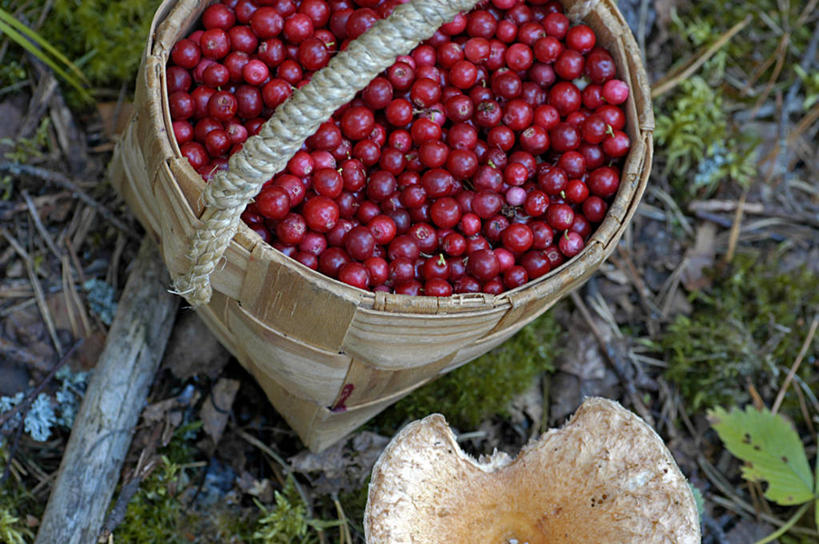 无人,交叉,横图,俯视,室外,特写,白天,美景,植物,竹子,浆果,水果,叶子,一堆,许多,阴影,堆叠,堆积,竹制,新鲜,编织,光线,篮子,影子,景观,生食,食品,果实,绿叶,枝条,很多,树,树木,树枝,食物,绿色,阳光,自然,竹篮,嫩叶,景色,有机食品,绿色食品,生长,成长,竹条,堆,交织,竹制品,自然风光,红醋栗,穿插,虬枝,枝杈,叶,叶片,醋栗,彩图,高角度拍摄,红茶藨子,红加仑