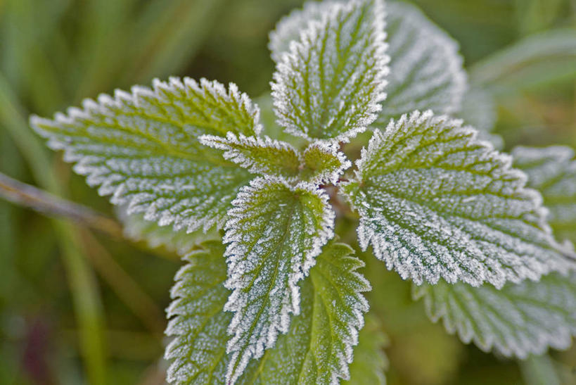 无人,横图,俯视,室外,特写,白天,美景,植物,吊挂,悬挂,阴影,清澈,光线,影子,景观,草药,药草,挂,霜,中药,阳光,自然,景色,寒冷,冰冷,自然风光,药材,中草药,中药材,本草,严寒,冰凉,酷寒,凛冽,凛凛,极冷,刺荨麻,清亮,彩图,高角度拍摄