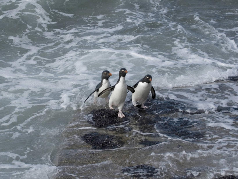 无人,走,横图,俯视,室外,白天,旅游,度假,海浪,海洋,美景,沙滩,企鹅,野生动物,英国,欧洲,三只,阴影,光线,沙子,影子,海岸,景观,浪花,沙地,注视,娱乐,英格兰,阳光,自然,海水,动物,观察,看,享受,休闲,景色,放松,可爱,活泼,观看,察看,西欧,关注,自然风光,跳岩企鹅,大不列颠,海景,大不列颠及北爱尔兰联合王国,英吉利,福克兰群岛,大海,风浪,海,海水的波动,海滩,近岸浪,涌浪,步行,散步,走路,彩图,高角度拍摄,全身,大不列颠王国,大英帝国,联合王国,日不落帝国