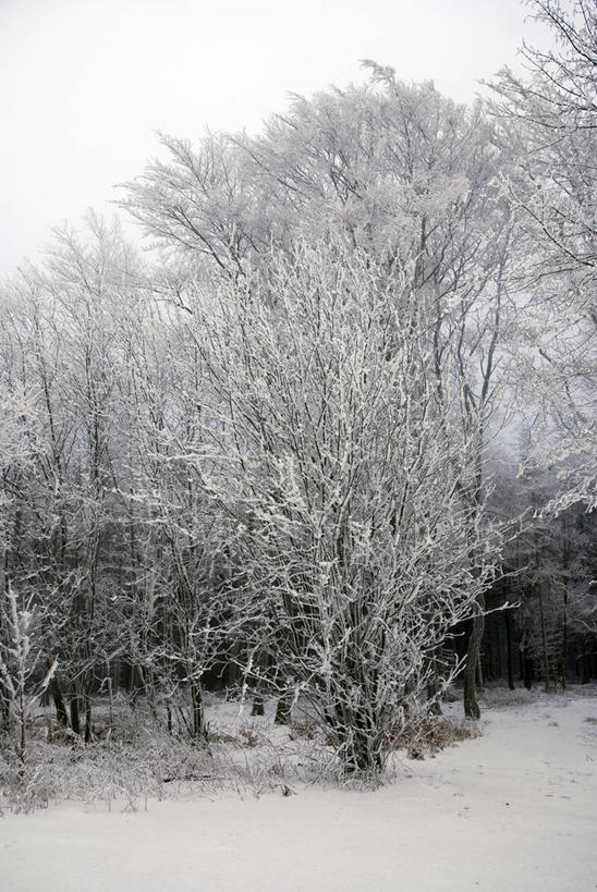 无人,竖图,室外,白天,正面,旅游,度假,美景,树林,植物,德国,欧洲,冰,景观,冬季,冬天,枝条,娱乐,树,树木,树枝,绿色,自然,享受,休闲,景色,放松,寒冷,生长,成长,冰冷,西欧,自然风光,雾凇,德意志联邦共和国,严寒,冰凉,酷寒,凛冽,凛凛,极冷,虬枝,枝杈,树挂,图林根,彩图,图林根州