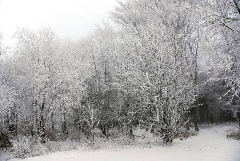 无人,横图,室外,白天,正面,旅游,度假,美景,树林,植物,德国,欧洲,冰,景观,冬季,冬天,枝条,娱乐,树,树木,树枝,绿色,自然,享受,休闲,景色,放松,寒冷,生长,成长,冰冷,西欧,自然风光,雾凇,德意志联邦共和国,严寒,冰凉,酷寒,凛冽,凛凛,极冷,虬枝,枝杈,树挂,图林根,彩图,图林根州
