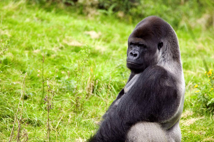 无人,坐,横图,室外,白天,侧面,草地,草坪,美景,植物,哺乳动物,野生动物,猩猩,阴影,光线,影子,景观,扭头,注视,草,一只,绿色,阳光,自然,动物,观察,看,转头,景色,观看,察看,关注,自然风光,大猩猩,金刚猩猩,坐着,半身,彩图