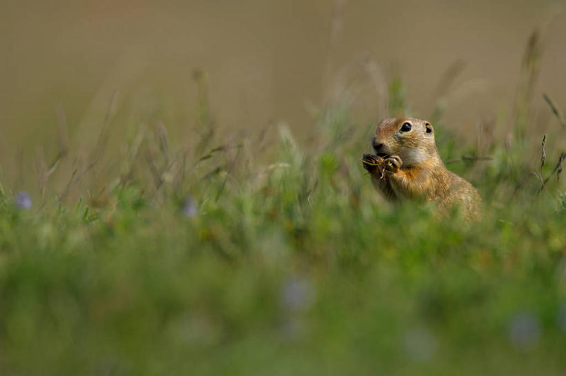 无人,横图,室外,特写,白天,侧面,草地,草坪,花海,花圃,美景,植物,野生动物,叶子,奥地利,欧洲,阴影,朦胧,模糊,盛开,光线,影子,景观,花蕾,注视,草,花,花瓣,花朵,花卉,鲜花,一只,绿色,紫色,阳光,自然,动物,花丛,花束,花田,花苞,花蕊,观察,看,趴着,景色,可爱,活泼,观看,察看,关注,自然风光,中欧,奥地利共和国,狗獾,獾,趴,抬头,仰头,彩图,全身