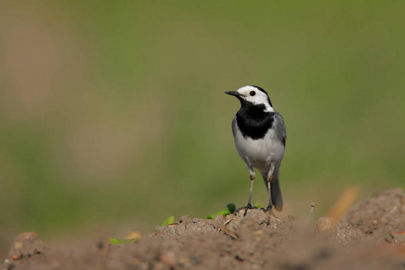 无人,站,横图,室外,特写,白天,正面,爱情,美景,植物,鸟,阴影,朦胧,模糊,光线,鹡鸰,鸟类,影子,景观,枝条,注视,树,树木,树枝,一只,绿色,阳光,自然,观察,看,站着,景色,生长,成长,观看,察看,关注,自然风光,爱情鸟,白颤儿,白颊鹡鸰,白面鸟,点水雀,眼纹鹡鸰,张飞鸟,虬枝,枝杈,站立,彩图,全身