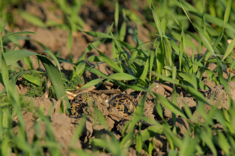 无人,横图,俯视,室外,特写,白天,草地,植物,阴影,生气,光线,影子,泥土,土壤,幼苗,草,绿色,阳光,嫩芽,活力,朝气,生机,希望,新苗,彩图,高角度拍摄