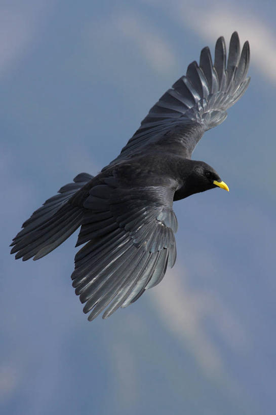 无人,竖图,室外,特写,白天,仰视,美景,鸟,野生动物,飞翔,伸展,张开,展翅,阴影,飞行,光线,翅膀,鸟类,影子,景观,云,云朵,翱翔,云彩,注视,飞,一只,蓝色,灰色,白云,蓝天,天空,阳光,自然,动物,天,观察,看,景色,晴朗,观看,乌鸦,死亡,吉祥,察看,关注,自然风光,张开翅膀,不祥,楚乌,老鸹,厄运,展开翅膀,恐惧,晴空,彩图,低角度拍摄,全身