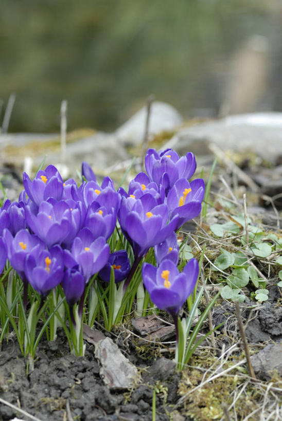 无人,竖图,室外,特写,白天,正面,美景,树林,植物,叶子,一堆,许多,阴影,堆叠,堆积,朦胧,模糊,盛开,光线,影子,景观,泥土,土壤,绿叶,很多,花蕾,花,花瓣,花朵,鲜花,树,树木,绿色,阳光,自然,花苞,花蕊,嫩叶,景色,生长,成长,堆,自然风光,光辉,初恋,愁绪,愁怨,华北紫丁香,龙梢子,百结,丁香,情客,紫丁香,叶,叶片,彩图