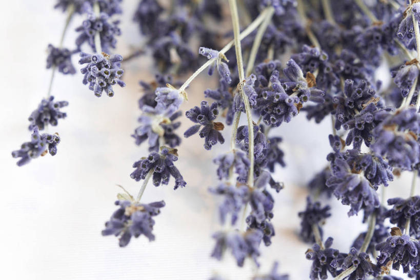 无人,横图,俯视,室内,特写,白天,白色背景,爱情,盛开,干枯,浪漫,花蕾,花,花瓣,花朵,鲜花,紫色,香草,花苞,花蕊,薰衣草,摄影,影棚,干涸,呼吸,灵香草,黄香草,枯竭,奇迹,彩图,高角度拍摄,影棚拍摄,拍摄