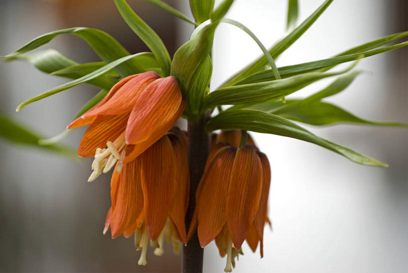 无人,横图,俯视,室外,特写,白天,美景,植物,叶子,阴影,朦胧,模糊,盛开,光线,影子,景观,绿叶,草药,药草,花蕾,中药,花,花瓣,花朵,鲜花,阳光,自然,花苞,花蕊,橙色,嫩叶,景色,清热,自然风光,止咳,药材,中草药,中药材,本草,解毒,贝母,化痰,叶,叶片,彩图,高角度拍摄