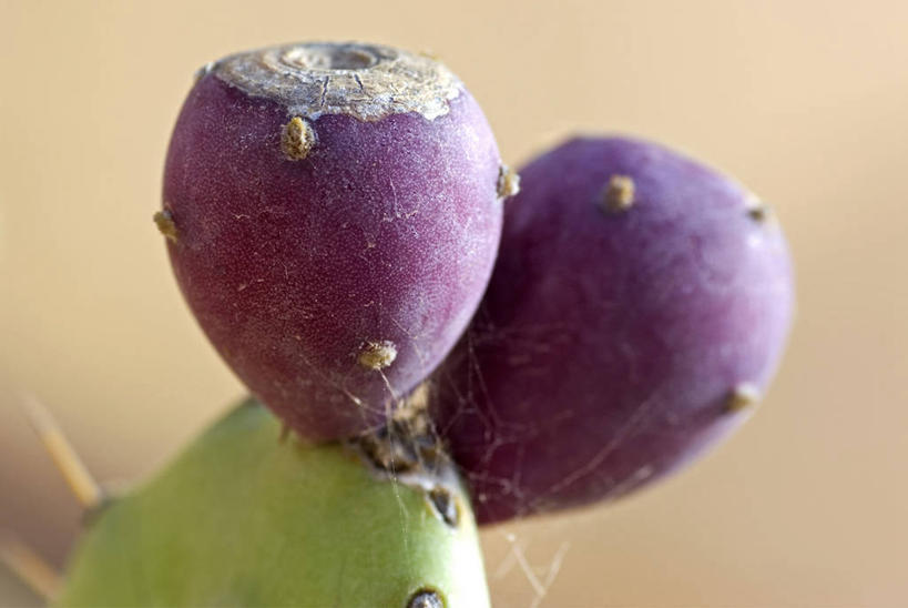 无人,横图,俯视,室外,特写,白天,美景,植物,仙人掌,阴影,朦胧,模糊,光线,纹路,火焰,纹理,影子,景观,草药,中药,红色,绿色,阳光,自然,刺,景色,尖锐,自然风光,药材,中草药,中药材,本草,肌理,牛舌头,玉芙蓉,仙巴掌,火掌,霸王树,彩图,高角度拍摄