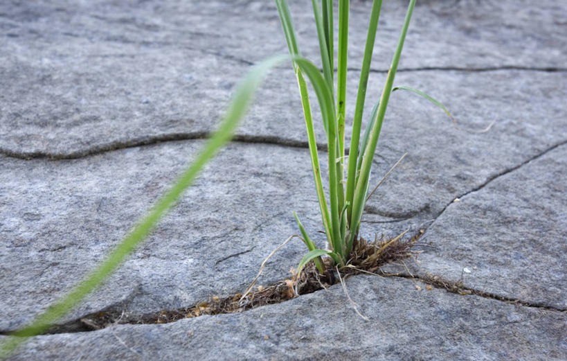 无人,横图,俯视,室外,特写,白天,美景,植物,叶子,一棵,阴影,光线,影子,冰,景观,泥土,土壤,绿叶,草,绿色,阳光,自然,浮冰,嫩叶,景色,寒冷,冰冷,自然风光,严寒,冰凉,酷寒,凛冽,凛凛,极冷,流冰,浮冰块,叶,叶片,彩图,高角度拍摄