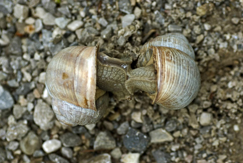 无人,横图,俯视,室外,特写,白天,石头,美景,一堆,许多,阴影,堆叠,堆积,光线,蜗牛,石子,影子,景观,泥土,土壤,很多,停留,阳光,自然,动物,两只,景色,堆,软体动物,停止,自然风光,逗留,停顿,石块,彩图,高角度拍摄,全身,法国蜗牛