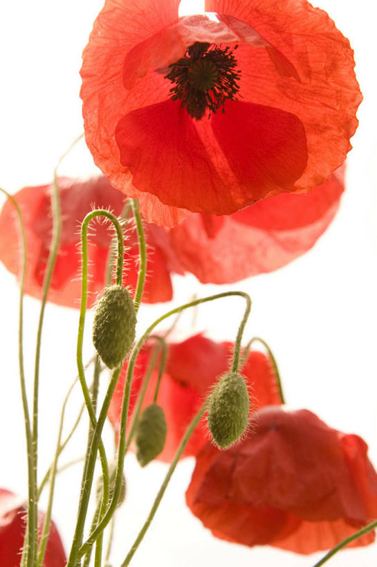 无人,竖图,室内,特写,白天,白色背景,仰视,植物,罂粟,盛开,草药,花蕾,中药,花,花瓣,花朵,鲜花,红色,花苞,花蕊,摄影,影棚,毒品,药材,中草药,中药材,本草,止痛,镇静,安眠,红罂粟,罂粟花,米囊花,彩图,低角度拍摄,影棚拍摄,拍摄