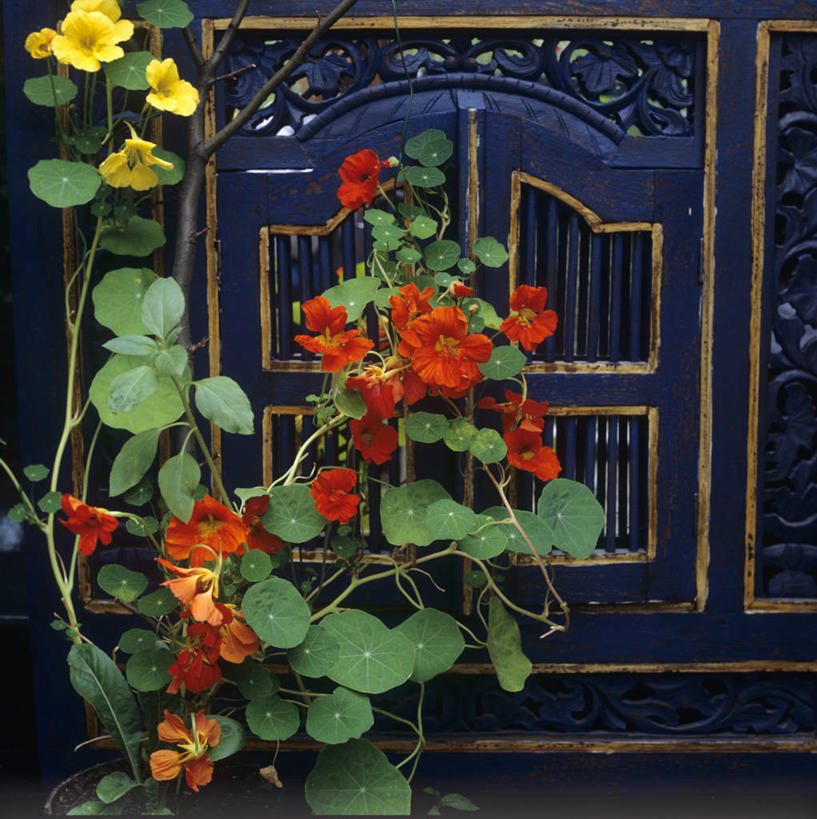 无人,竖图,室外,特写,白天,正面,绘画,植物,窗户,叶子,雕塑,阴影,艺术,装饰,盛开,光线,雕刻,雕像,浮雕,盆栽,影子,墙,绿叶,盆景,花蕾,文化,玻璃窗,墙壁,墙面,花,花瓣,花朵,鲜花,黄色,红色,蓝色,绿色,阳光,自然,工艺品,花苞,花蕊,嫩叶,生长,成长,纪念,美术,主题,陈列,旱金莲,金莲花,功能,美学,寒金莲,旱荷,旱莲花,金钱莲,大红雀,叶,叶片,旱荷花,画画,彩图