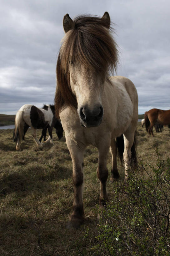 无人,站,竖图,室外,白天,仰视,草地,草坪,河流,美景,水,植物,马,野生动物,地平线,河水,景观,水流,乌云,云,阴天,云朵,辽阔,地面,云彩,扭头,注视,草,四匹,绿色,天空,自然,动物,天,观察,看,站着,转头,广阔,景色,运输,牲畜,观看,一望无际,察看,昏暗,阴沉,关注,自然风光,延伸,天地相交,无边无际,一马平川,站立,半身,彩图,低角度拍摄