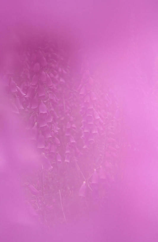 无人,竖图,室外,白天,正面,长时间曝光,美景,许多,阴影,朦胧,模糊,盛开,光线,影子,景观,很多,花蕾,花,花瓣,花朵,鲜花,红色,阳光,自然,花苞,花蕊,景色,毛地黄,自然风光,曝光,指顶花,心脏草,洋地黄,热爱,彩图