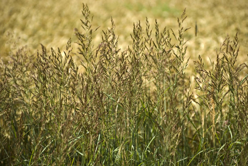 无人,农田,横图,俯视,室外,特写,白天,庄稼,农作物,美景,阴影,朦胧,模糊,光线,影子,景观,麦田,黄色,阳光,自然,景色,自然风光,彩图,高角度拍摄,耕地,庄稼田