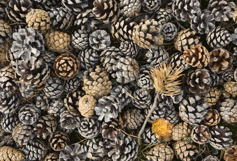 无人,横图,室外,特写,白天,正面,一排,许多,阴影,整齐,干枯,光线,纹路,纹理,影子,坚果,褐色,果实,松果,很多,排列,阳光,干果,堆,干涸,松塔,队列,肌理,枯竭,彩图