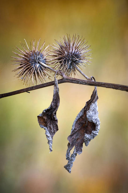 无人,竖图,室外,特写,白天,正面,美景,植物,阴影,朦胧,模糊,干枯,光线,影子,景观,草药,药草,中药,阳光,自然,蓟,景色,死亡,干涸,自然风光,药材,中草药,中药材,本草,大蓟,刺蓟,山萝卜,殒命,枯竭,灭亡,彩图