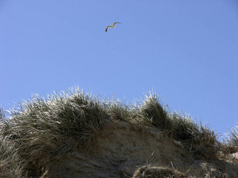 无人,横图,室外,白天,仰视,旅游,度假,美景,植物,海鸟,海鸥,鸟,飞翔,伸展,张开,展翅,阴影,飞行,光线,翅膀,鸟类,影子,景观,翱翔,娱乐,飞,草,一只,蓝色,绿色,蓝天,天空,阳光,自然,天,享受,休闲,景色,放松,生长,晴朗,成长,自然风光,张开翅膀,万里无云,滨草,展开翅膀,晴空,晴空万里,彩图,低角度拍摄,全身