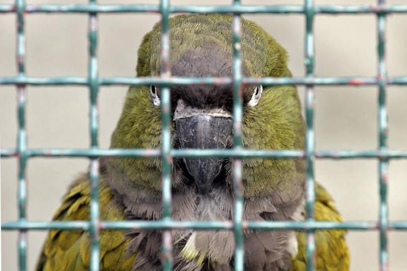 头,无人,栏杆,横图,室内,特写,白天,正面,鸟,鹦鹉,鸟类,围栏,注视,护栏,一只,绿色,动物,观察,看,可爱,活泼,观看,察看,关注,观赏鸟,头部,半身,彩图