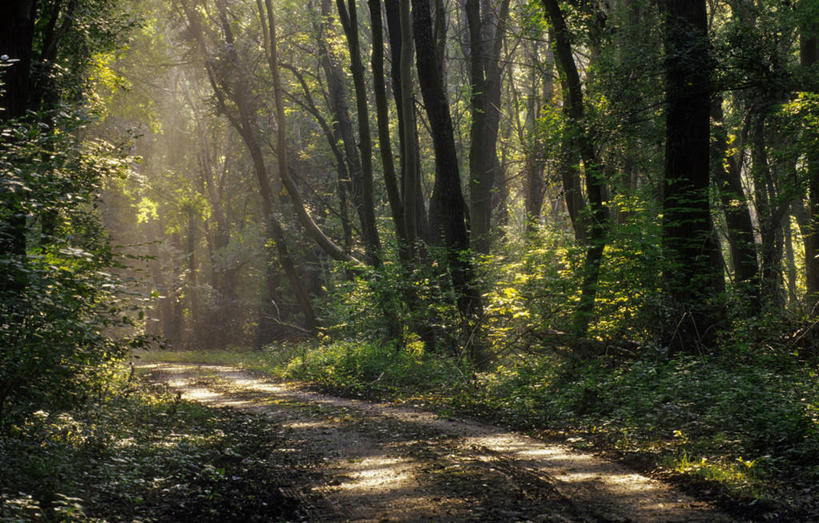 无人,横图,室外,白天,正面,旅游,度假,美景,森林,树林,植物,道路,路,奥地利,欧洲,阴影,光线,影子,景观,小路,交通,娱乐,树,树木,绿色,阳光,自然,享受,休闲,景色,放松,乡间小路,生长,成长,自然风光,中欧,奥地利共和国,下奥地利,下奥地利州,彩图