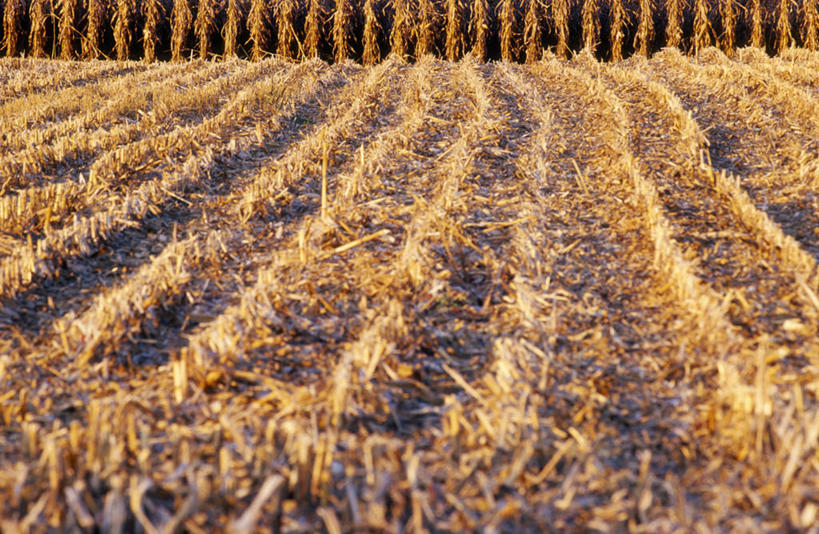 无人,农田,横图,室外,白天,正面,旅游,度假,庄稼,农作物,美景,秋季,植物,奥地利,欧洲,阴影,枯萎,光线,影子,景观,枯草,娱乐,草,黄色,阳光,自然,享受,休闲,景色,放松,自然风光,中欧,奥地利共和国,布尔根兰,布尔根兰州,秋,秋天,彩图,耕地,庄稼田,居辛县,劳赫瓦特