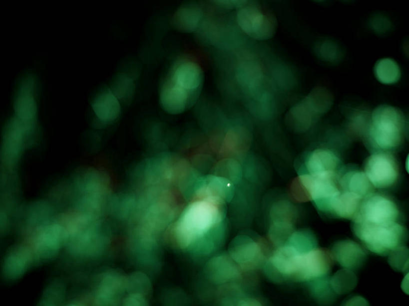 无人,横图,室内,特写,白天,正面,长时间曝光,神秘,阴影,黑色背景,新鲜,光线,影子,灯光,绿色,紫色,摄影,影棚,青春,优美,生命,庄重,高贵,消极,和平,安详,曝光,冷色,孤寂,彩图,影棚拍摄,拍摄,奢华