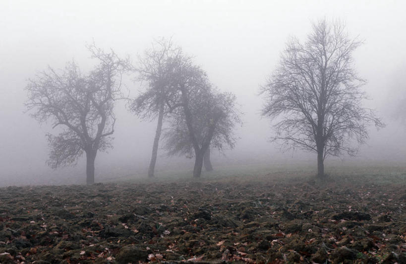 无人,横图,室外,白天,正面,旅游,度假,草地,草坪,美景,森林,树林,植物,雾,奥地利,欧洲,朦胧,模糊,景观,娱乐,草,树,树木,绿色,自然,享受,休闲,景色,放松,生长,成长,迷雾,自然风光,中欧,奥地利共和国,布尔根兰,布尔根兰州,大雾,彩图,居辛县,劳赫瓦特