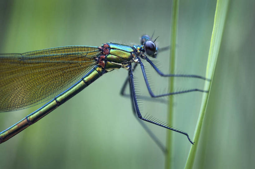 无人,横图,室外,特写,白天,侧面,美景,叶子,朦胧,模糊,蜻蜓,昆虫,景观,绿叶,停留,一只,自然,动物,嫩叶,景色,停止,自然风光,猫猫丁,咪咪洋,蚂螂,河嘻嘻,益虫,逗留,停顿,叶,叶片,半身,彩图