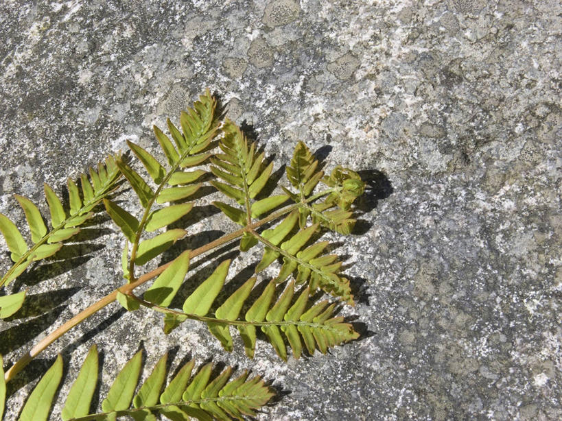无人,横图,俯视,室外,特写,白天,植物,叶子,阴影,光线,影子,绿叶,绿色,阳光,自然,嫩叶,生长,成长,蕨类,蕨类植物,叶,叶片,彩图,高角度拍摄