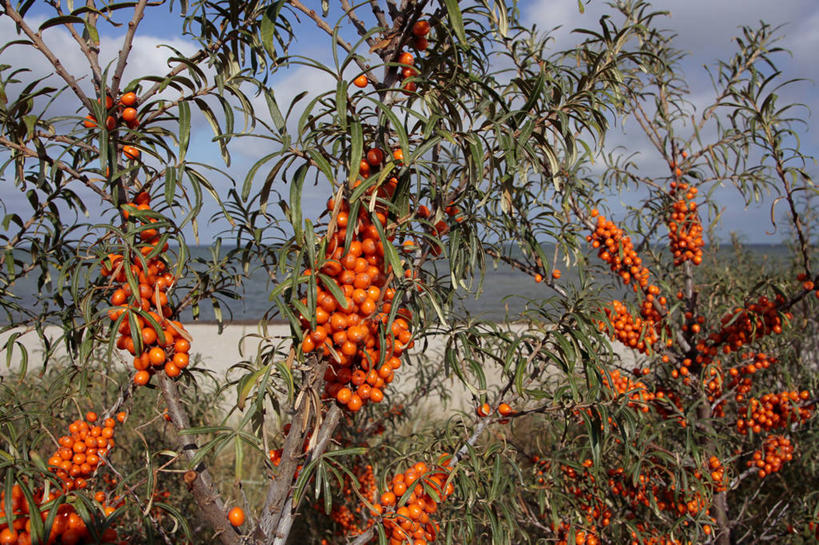 无人,横图,室外,白天,正面,旅游,度假,美景,植物,水果,叶子,阴影,新鲜,光线,影子,景观,云,云朵,生食,食品,果实,绿叶,云彩,娱乐,树,树木,食物,蓝色,绿色,白云,蓝天,天空,阳光,自然,天,享受,休闲,橙色,嫩叶,景色,放松,有机食品,绿色食品,生长,晴朗,成长,自然风光,黑刺,黄酸刺,酸刺,酸刺柳,醋柳,沙棘,叶,叶片,晴空,彩图