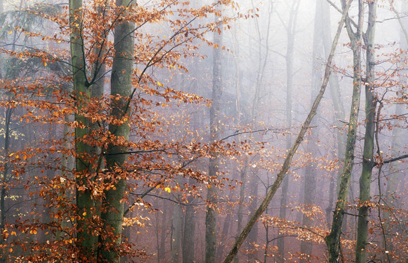 无人,横图,室外,白天,正面,旅游,度假,美景,秋季,森林,树林,植物,雾,叶子,奥地利,欧洲,朦胧,模糊,景观,枯叶,落叶,娱乐,树,树木,绿色,自然,享受,休闲,景色,放松,生长,成长,迷雾,自然风光,中欧,奥地利共和国,布尔根兰,布尔根兰州,叶,叶片,大雾,秋,秋天,彩图,居辛县,劳赫瓦特