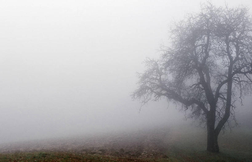 无人,横图,室外,白天,正面,旅游,度假,草地,草坪,美景,植物,雾,奥地利,欧洲,朦胧,模糊,景观,娱乐,草,树,树木,绿色,自然,享受,休闲,景色,放松,生长,成长,迷雾,自然风光,中欧,奥地利共和国,布尔根兰,布尔根兰州,大雾,彩图,居辛县,劳赫瓦特