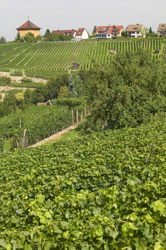 无人,家,果园,竖图,室外,白天,正面,旅游,度假,草地,草坪,美景,田园,植物,德国,欧洲,房屋,屋子,景观,娱乐,楼房,葡萄园,住宅,草,树,树木,绿色,天空,自然,庄园,天,享受,休闲,景色,放松,生长,成长,西欧,自然风光,斯图加特,德意志联邦共和国,州府,巴登.符腾堡,巴登.符腾堡州,巴符州,彩图,房子