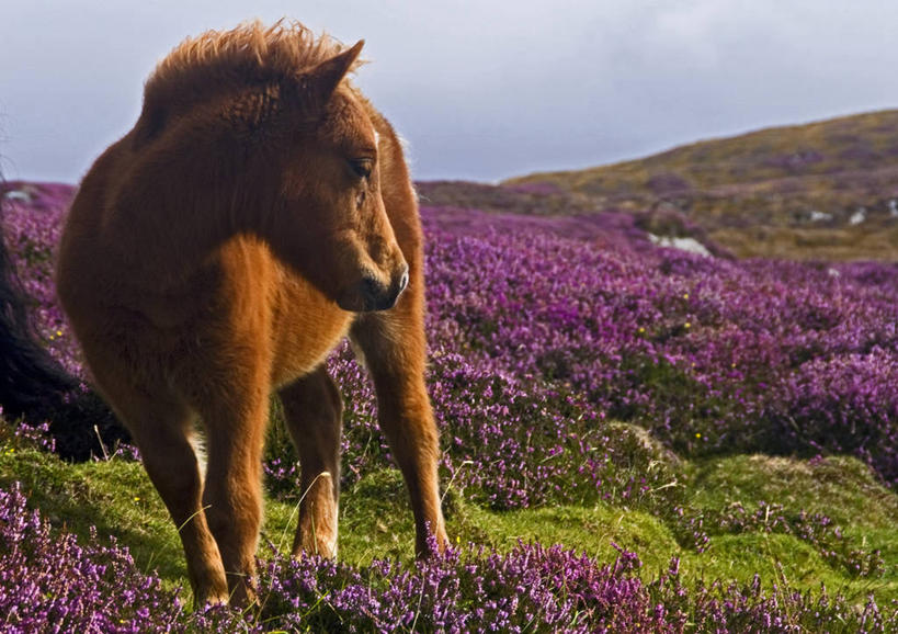 无人,站,横图,室外,白天,正面,旅游,度假,草地,草坪,花海,花圃,美景,植物,马,野生动物,叶子,英国,欧洲,阴影,盛开,光线,影子,景观,花蕾,扭头,注视,娱乐,苏格兰,一匹,草,花,花瓣,花朵,花卉,鲜花,蓝色,绿色,紫色,蓝天,天空,阳光,自然,动物,花丛,花束,花田,天,花苞,花蕊,观察,看,站着,转头,享受,休闲,景色,放松,运输,牲畜,晴朗,观看,察看,西欧,关注,自然风光,大不列颠,大不列颠及北爱尔兰联合王国,万里无云,苏格兰王国,设得兰矮种马,矮马,晴空,晴空万里,站立,彩图,全身,大不列颠王国,大英帝国,联合王国,日不落帝国