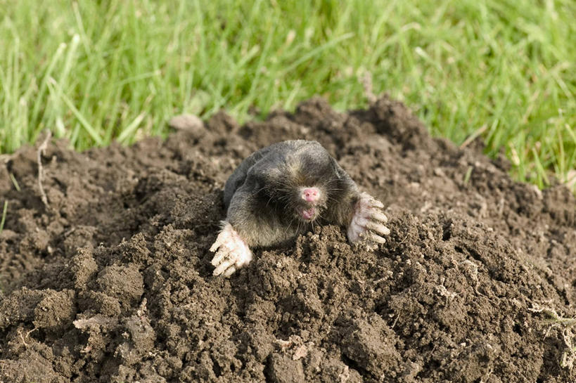 无人,站,横图,俯视,室外,白天,草地,草坪,美景,植物,野生动物,阴影,光线,影子,景观,泥土,土壤,注视,草,一只,绿色,阳光,自然,动物,观察,看,站着,景色,可爱,活泼,观看,察看,关注,自然风光,狗獾,獾,站立,彩图,高角度拍摄,全身