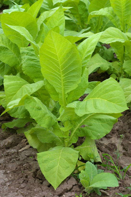 无人,竖图,室外,特写,白天,正面,美景,植物,叶子,朦胧,模糊,景观,泥土,土壤,绿叶,绿色,自然,嫩叶,景色,生长,成长,自然风光,烟叶,叶,叶片,烟草,彩图