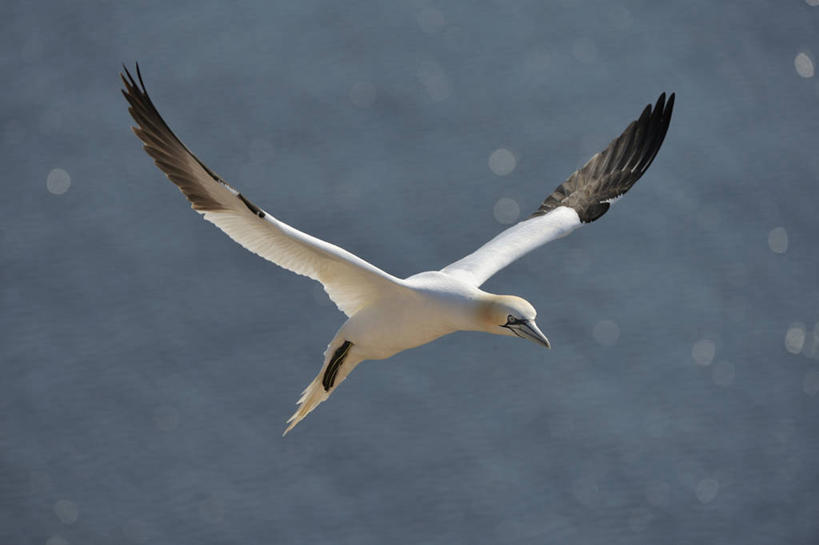 无人,横图,室外,白天,正面,河流,美景,水,海鸟,鸟,飞翔,伸展,张开,展翅,阴影,朦胧,模糊,飞行,光线,翅膀,鸟类,影子,河水,景观,水流,翱翔,飞,一只,白色,阳光,自然,景色,自然风光,张开翅膀,展开翅膀,鲣鸟,结巴鸟,北方鲣鸟,憨鲣鸟,彩图,全身