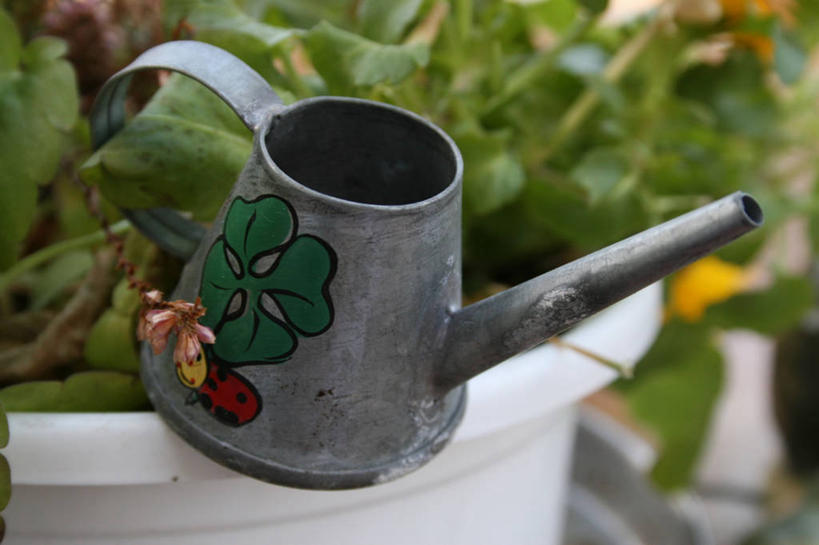 无人,横图,俯视,室外,特写,白天,植物,阴影,朦胧,模糊,光线,壶,盆栽,影子,盆景,洒水壶,水壶,一个,绿色,阳光,自然,生长,单个,成长,浇水壶,彩图,高角度拍摄