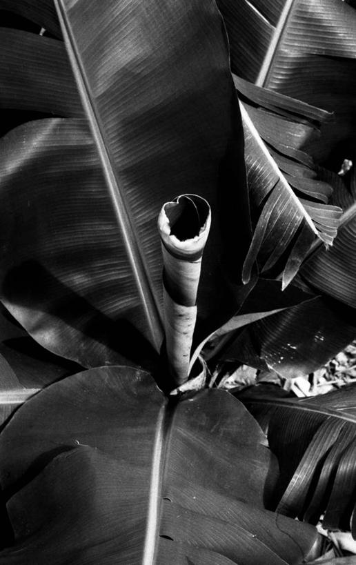 无人,竖图,黑白,室外,特写,白天,正面,美景,植物,叶子,西班牙,非洲,阴影,反射,纹理,影子,景观,绿叶,绿色,自然,嫩叶,景色,加纳利群岛,自然风光,加那利群岛,肌理,西班牙王国,阿非利加洲,海外领地,戈梅拉岛,叶,叶片,叶脉,圣克鲁斯.德特内里费省