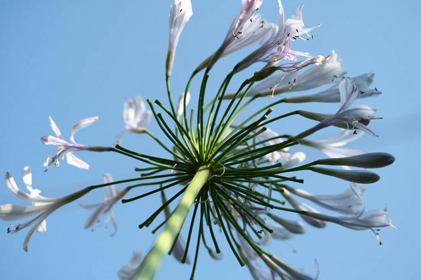 无人,横图,室外,特写,白天,仰视,爱情,美景,许多,阴影,朦胧,模糊,盛开,光线,影子,景观,很多,花蕾,花,花瓣,花朵,鲜花,粉色,蓝色,蓝天,天空,阳光,自然,天,花苞,花蕊,景色,恋爱,晴朗,百子莲,非洲百合,自然风光,万里无云,蓝花君子兰,紫花君子兰,紫君子兰,紫穗兰,晴空,晴空万里,彩图,低角度拍摄