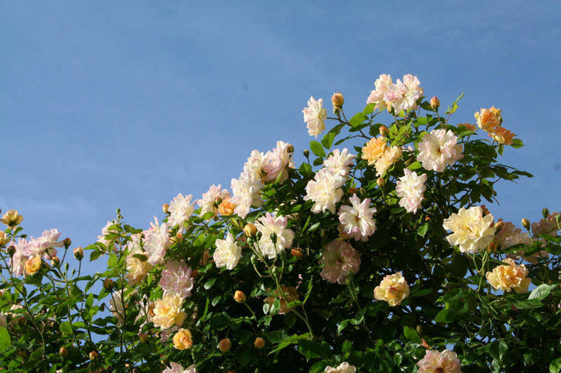 无人,横图,室外,特写,白天,仰视,花海,花圃,美景,植物,叶子,许多,阴影,梦幻,盛开,光线,影子,景观,云,云朵,很多,浪漫,美丽,花蕾,云彩,花,花瓣,花朵,花卉,鲜花,黄色,蓝色,绿色,白云,蓝天,天空,阳光,自然,花丛,花束,花田,天,花苞,花蕊,景色,晴朗,自然风光,纯真,热恋,多花蔷薇,野蔷薇,白残花,刺红,刺蘼,买笑,蔷薇,晴空,彩图,低角度拍摄