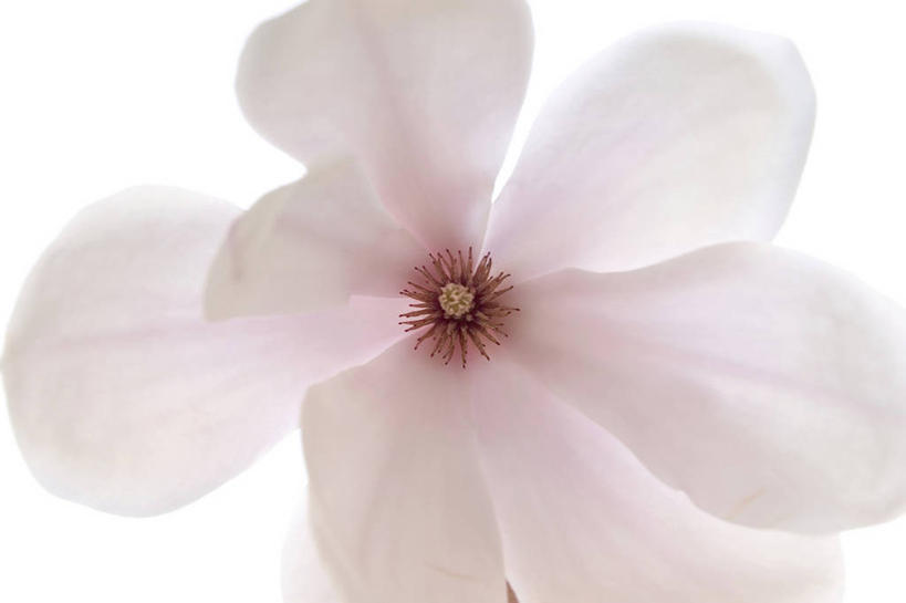 无人,横图,室内,特写,白天,白色背景,正面,玉兰花,阴影,盛开,反射,影子,花蕾,花,花瓣,花朵,鲜花,一朵,粉色,白色,花苞,花蕊,摄影,影棚,辛夷,木兰花,玉兰,应春花,木兰,白玉兰,玉树,彩图,影棚拍摄,拍摄,望春,玉堂春