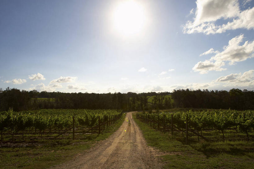 无人,果园,横图,室外,白天,正面,旅游,度假,美景,森林,树林,田园,植物,道路,路,澳大利亚,阴影,光线,影子,景观,云,云朵,小路,交通,云彩,娱乐,葡萄园,架子,树,树木,蓝色,绿色,白云,蓝天,天空,阳光,自然,庄园,天,享受,休闲,景色,放松,乡间小路,生长,晴朗,成长,支撑,固定,自然风光,大洋洲,澳洲,葡萄架,南方大陆,澳大利亚联邦,新南威尔士,新南威尔士州,晴空,彩图,亨特谷,猎人谷