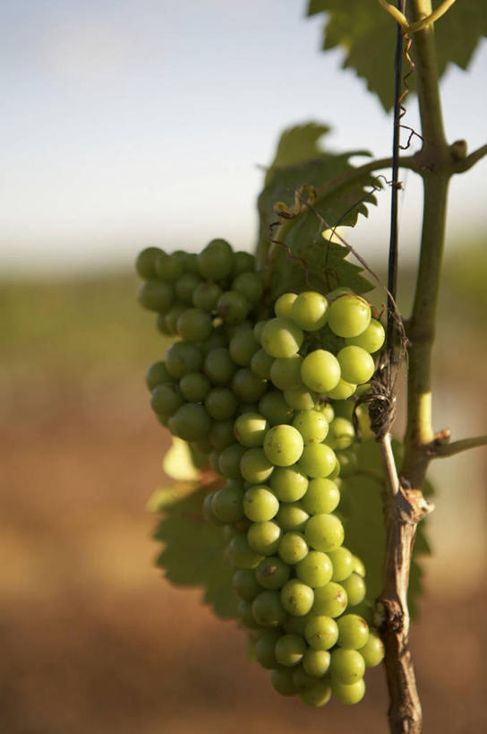 无人,果园,竖图,室外,特写,白天,正面,旅游,度假,美景,田园,植物,葡萄,水果,叶子,澳大利亚,吊挂,悬挂,阴影,朦胧,模糊,新鲜,光线,纹理,影子,景观,生食,食品,果实,绿叶,挂,娱乐,葡萄园,食物,蓝色,绿色,蓝天,天空,阳光,自然,庄园,天,享受,休闲,嫩叶,景色,放松,有机食品,绿色食品,晴朗,自然风光,大洋洲,澳洲,万里无云,南方大陆,肌理,澳大利亚联邦,新南威尔士,新南威尔士州,叶,叶片,叶脉,晴空,晴空万里,山葫芦,蒲桃,草龙珠,彩图,亨特谷,猎人谷