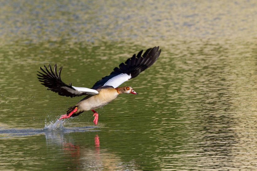无人,横图,室外,特写,白天,侧面,河流,美景,水,鸟,野生动物,飞翔,伸展,张开,展翅,阴影,波纹,飞行,光线,翅膀,鸟类,影子,河水,景观,水流,涟漪,翱翔,注视,飞,一只,倒影,水纹,阳光,自然,动物,波浪,观察,看,景色,可爱,活泼,观看,察看,倒映,关注,自然风光,张开翅膀,水晕,反照,展开翅膀,埃及雁,秃雁,彩图,全身